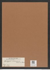 Monopsis innerhalb von Folder_04383 Grove et Sturt. (de-Toni-Nr.: Genus 175, Species 4460) Zeichnungen Sammlung Grunow Mappe 04384 (Herbarium_W_Grunow_drawings_Folder_04384)